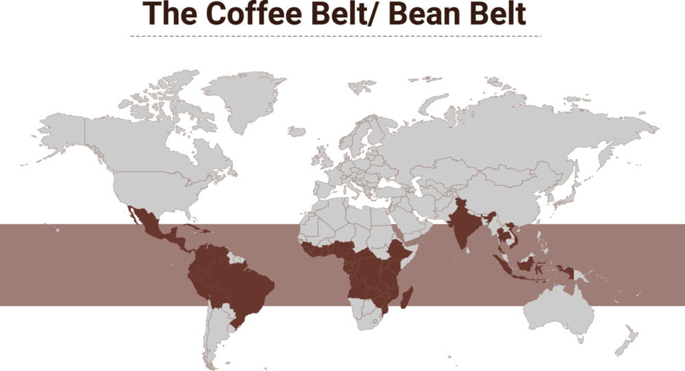 沖縄の一次産業のカギを握るのは“コーヒーベルト”なのかもしれない