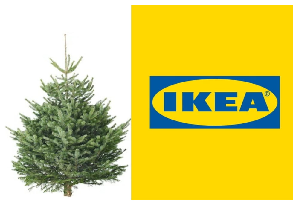 毎年売り切れ続出!IKEAのもみの木でサステナブルなクリスマスを過ごそう