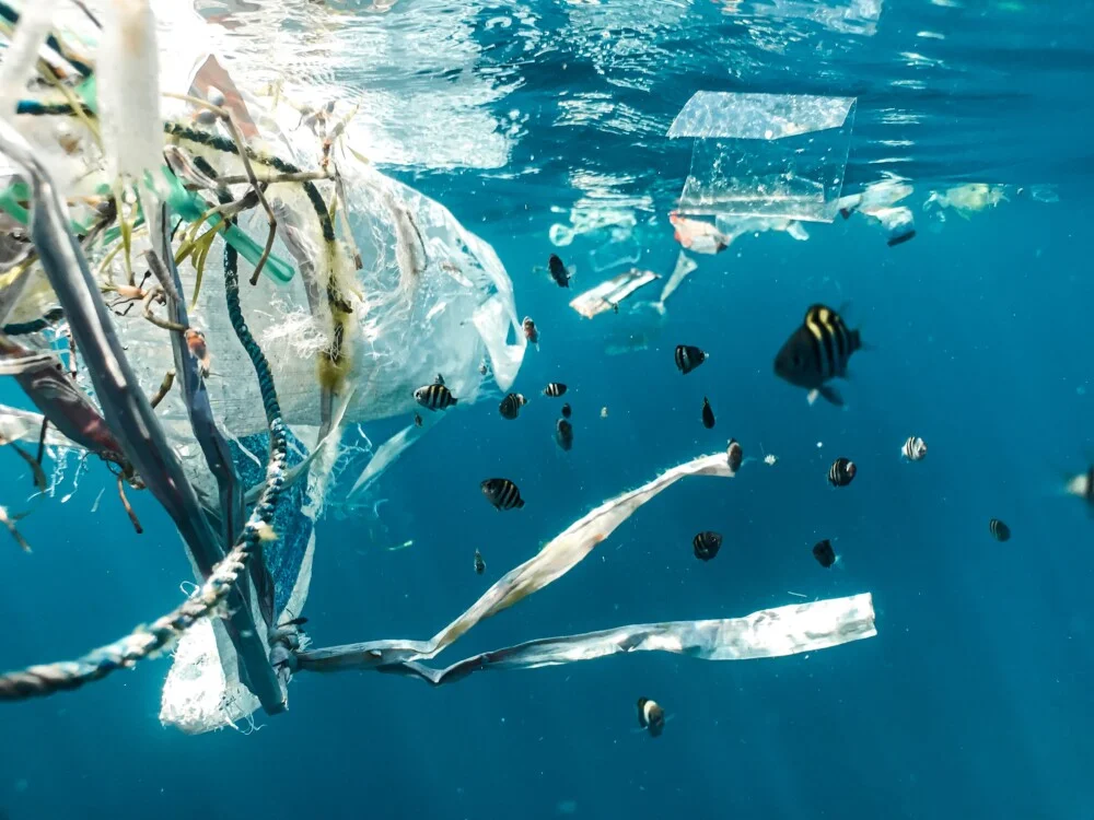 プラスチックバッグ ストア 環境問題