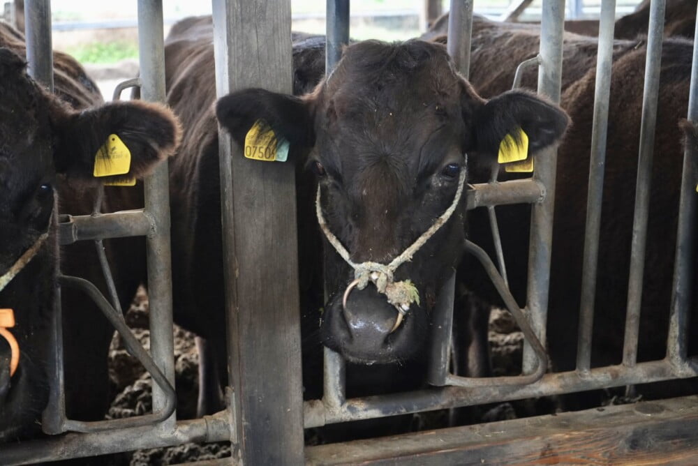 和牛農家のためのヘルパー事業・「おいしさ日本一 宮崎牛」の生産を支える、畜産業の未来を見据えた取り組み
