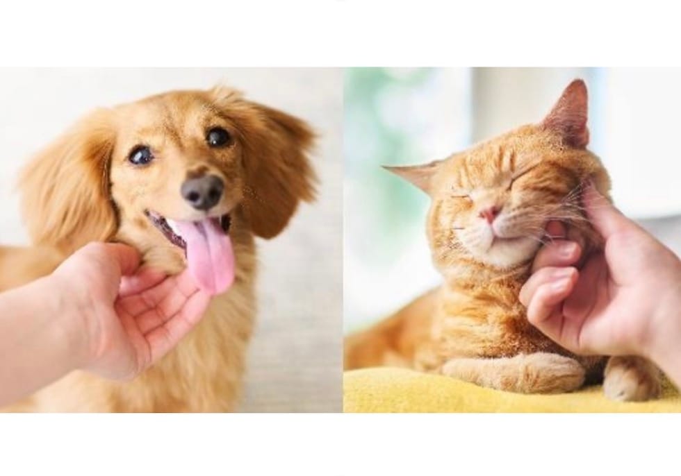 「飼育」から「傾聴飼育へ」今問われる飼い主のペットへの向き合い方