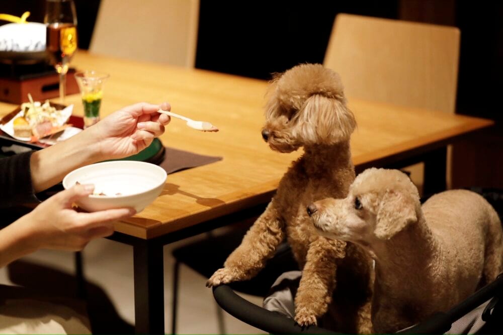 愛犬と一緒に旅をするという選択|愛犬同伴リゾートが広げる新たなスタンダード