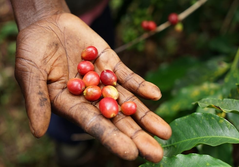 2050年、コーヒーが飲めなくなる？ UCCの「水素焙煎コーヒー」から考える持続可能な1杯
