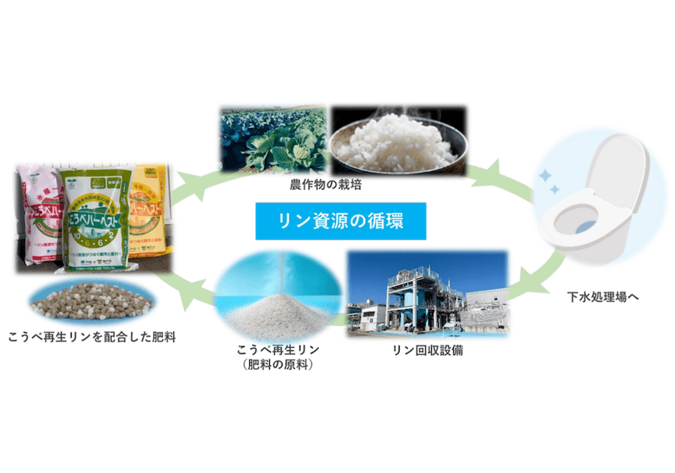 私たちのトイレが食卓を救う?神戸市に学ぶ、下水から「肥料」を作る挑戦