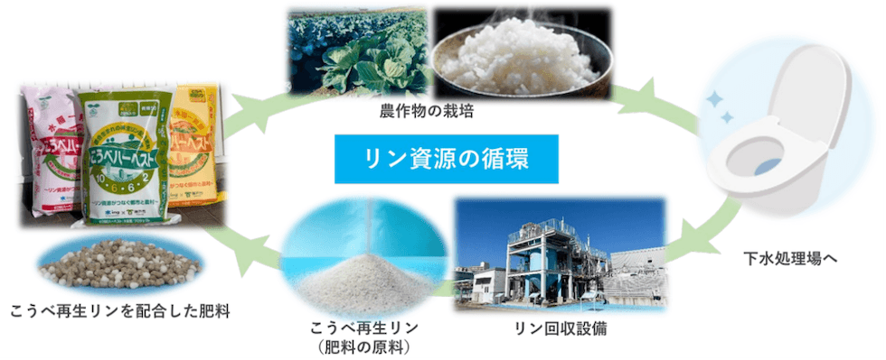 私たちのトイレが食卓を救う?神戸市に学ぶ、下水から「肥料」を作る挑戦